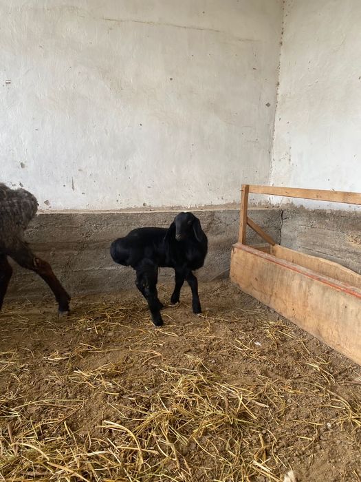 Қойлар сатылады қозылы қойыда бар