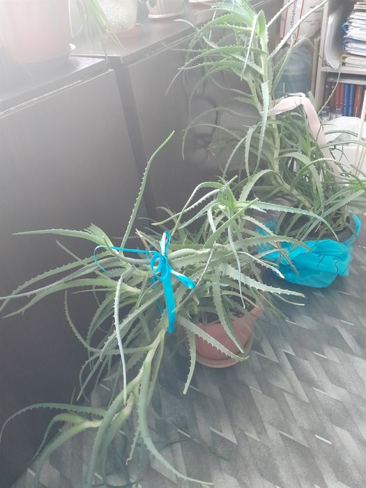 Продам лечебные цветы алоэ