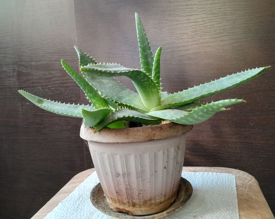 Продаются разные цветы.