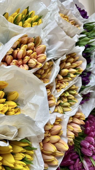 Тюльпаны высокого качества