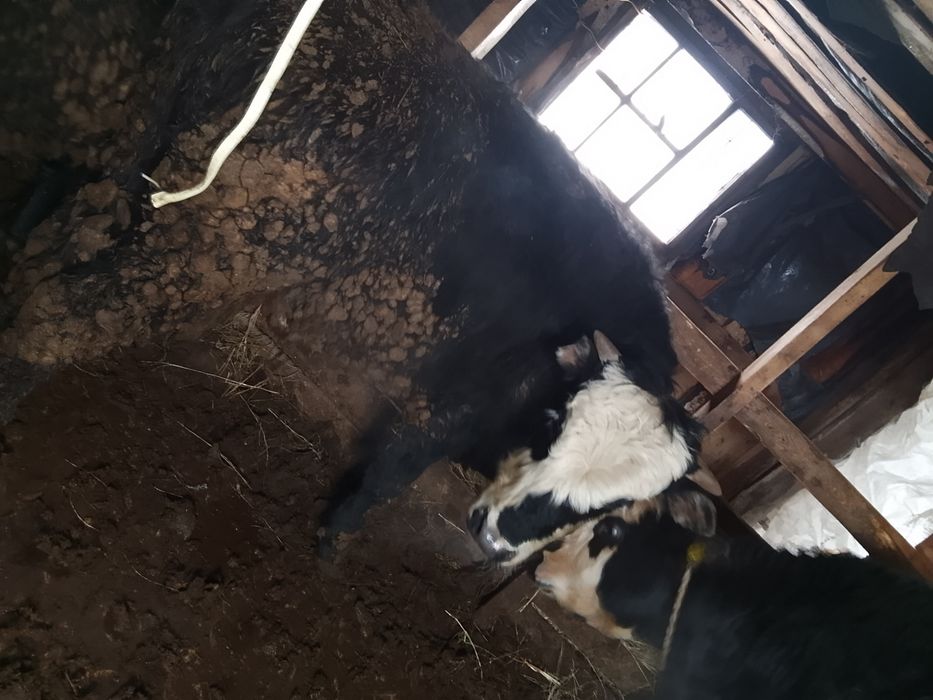 Продам бычков хороших