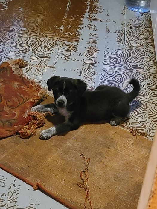 Пристраивается милый щенок мальчик 2 месяца в надёжные руки!