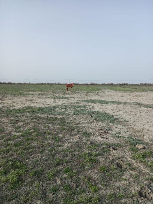 Мінгі ат сатылады