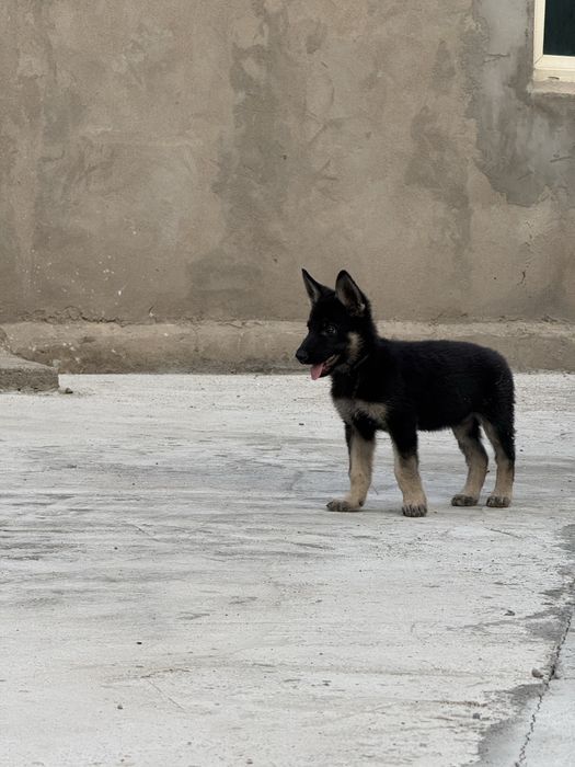 Продам восточно европейская овчарка