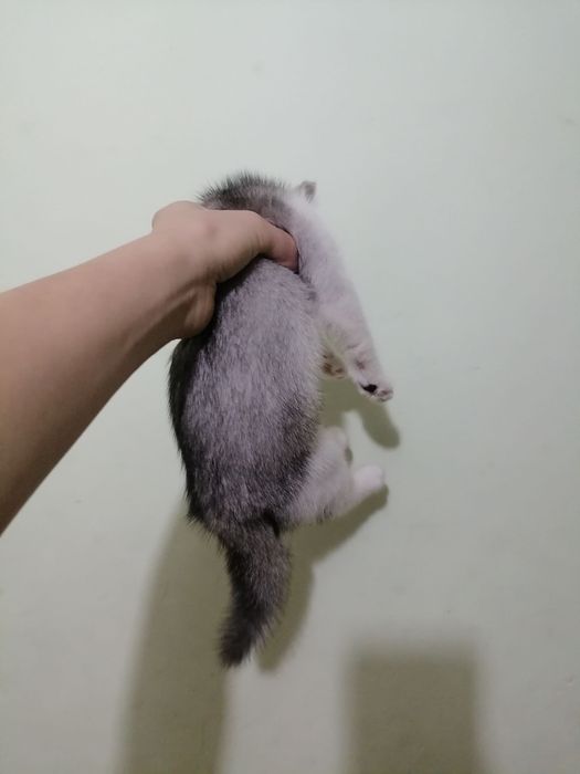 Продается котята хорошие