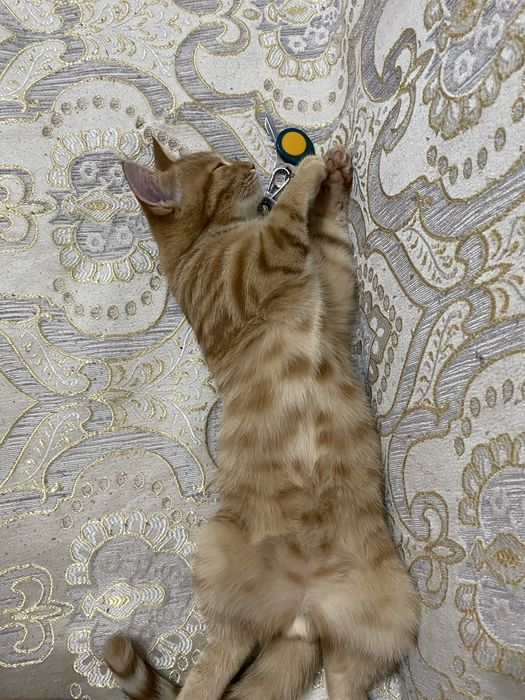 Отдам котенка в добрые руки