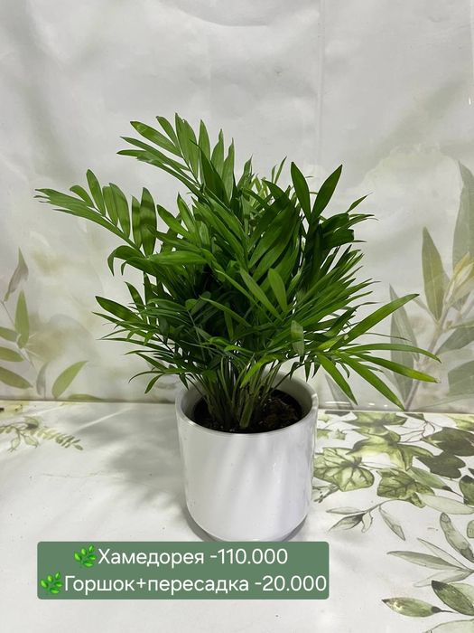 Драцена, Кротон, Хамедорея и др