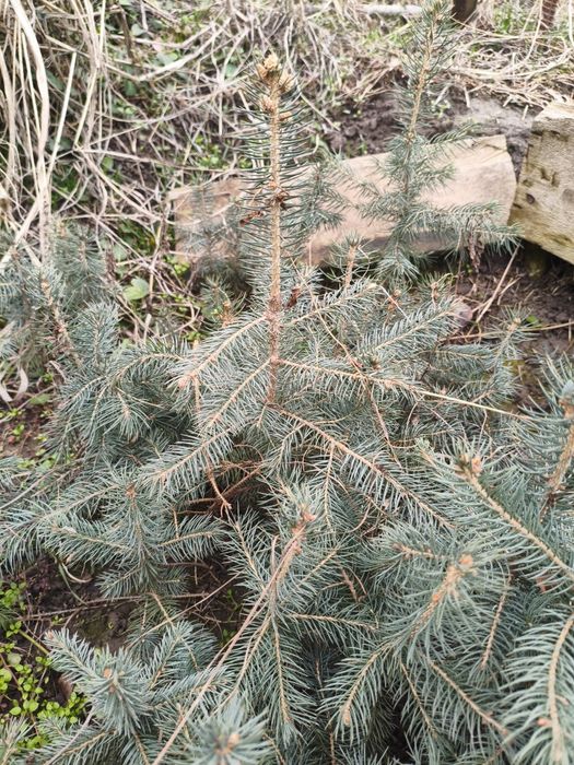 Ko'k archa (Ель голубая, ель колючая)