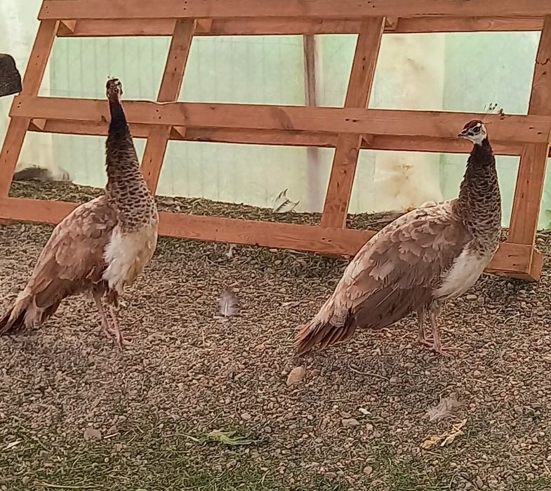 Femelă matură de paun Violet