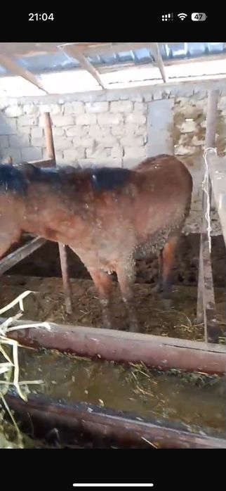 Құнандар сатылады