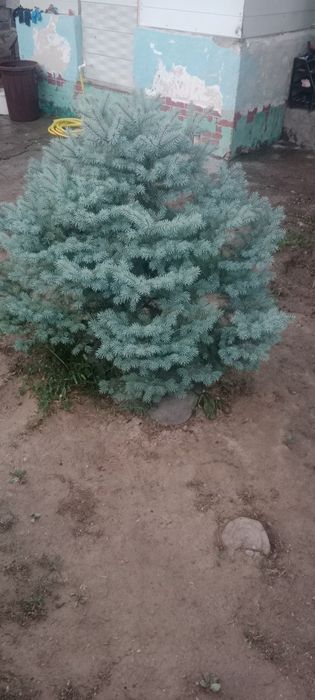 Продаю голубую ель
