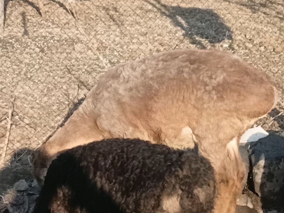 Продам баран. Кой сатылады.