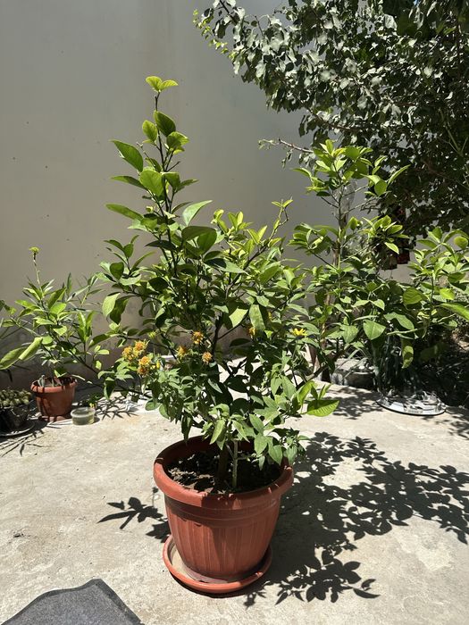 limon koʻchatilari ,