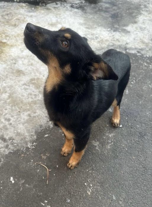 Семейная собака Тося