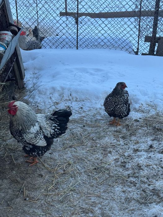 Vând doi cocoși Australop și 6 puicuțe și 2cocosi de wyadontte