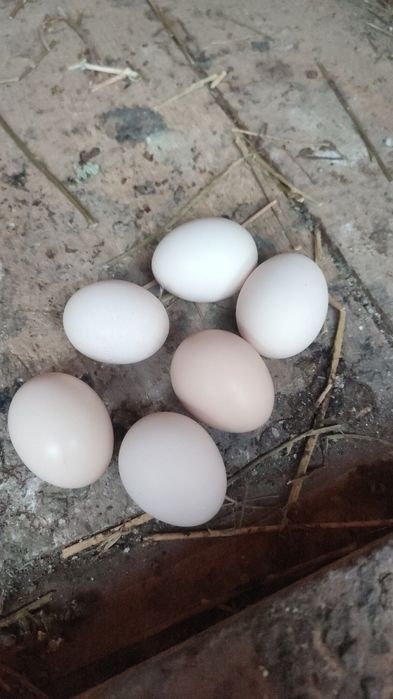 Ouă găini pitice de mâncat sau incubat clocit