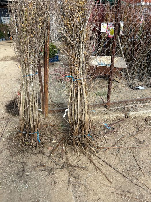 Нар сорт Ундърфул