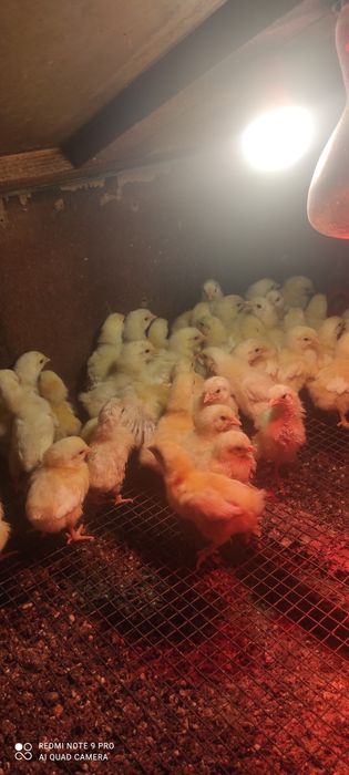 Продам цыплят несушка