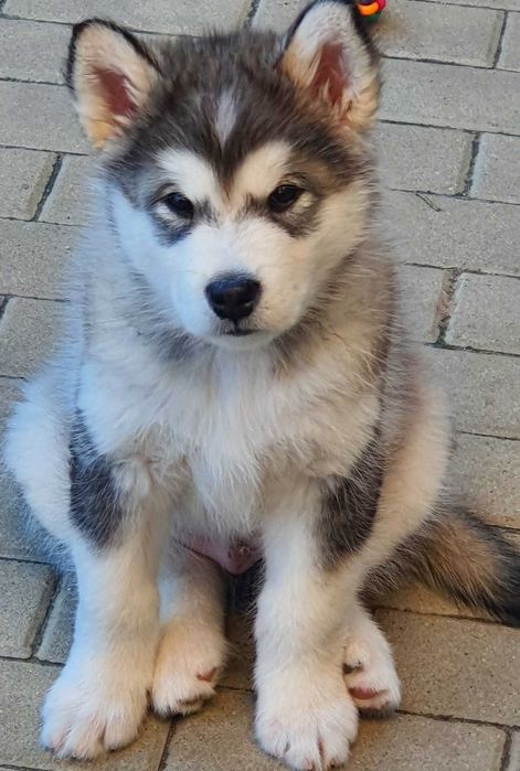 Pui Malamut de Alaska cu Pedigree - calitate exceptionala