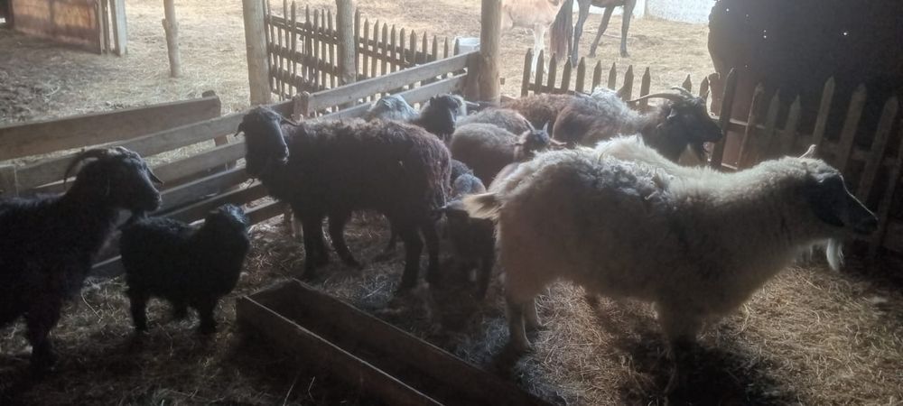 Қой, қозы, ешкі, лақ сатылады