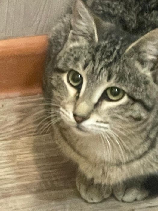 Отдам в добрые руки