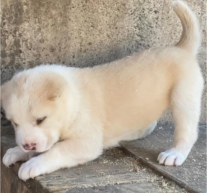 Щенки САО Алабай