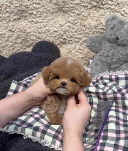 Собачка мальтипу