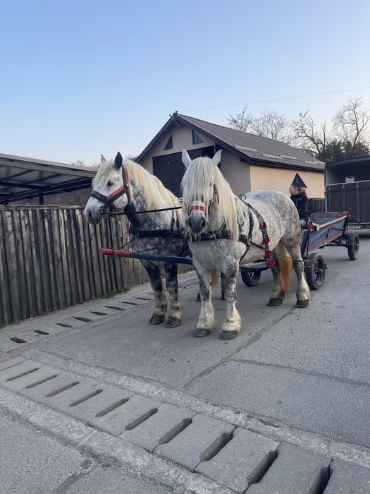 Vând armasar si iapă