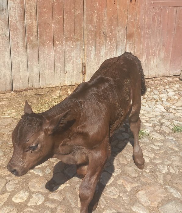 Vând vițel de montă