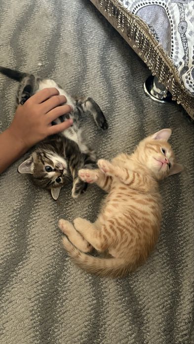 Отдаю котят в любящие семьи