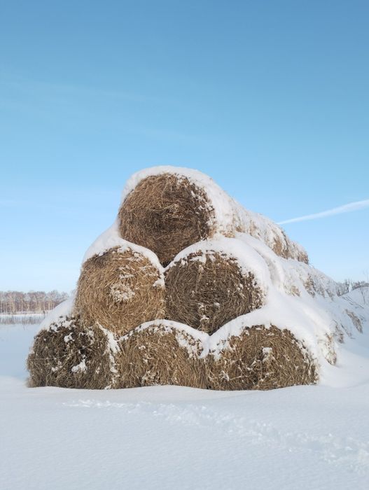 Продам солому соевую.