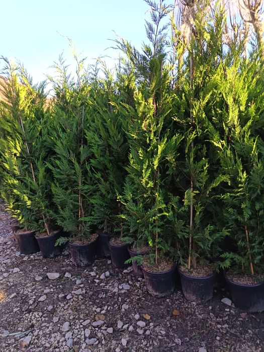 Leylandii gard viu sănătos creștere rapida