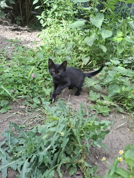 Кошки животные бесплатно