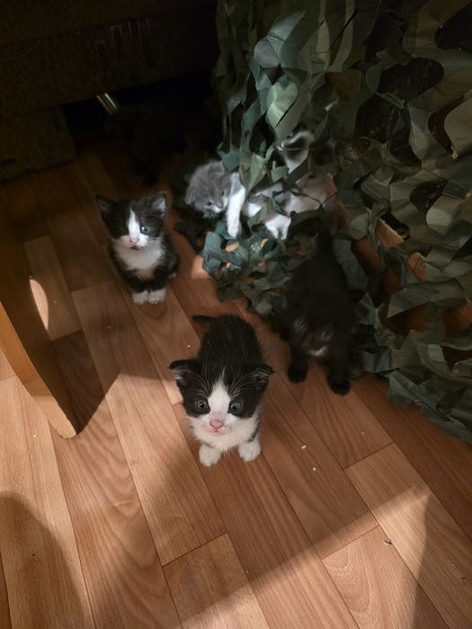 Котята вислоухие в добрые руки