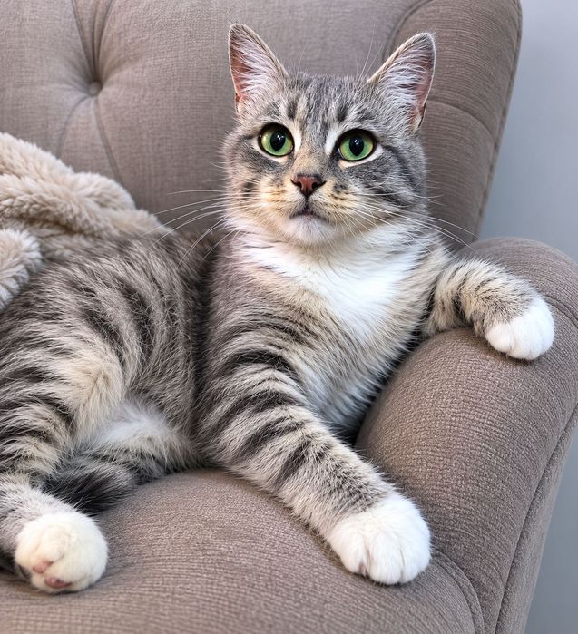 Котик в добрые руки