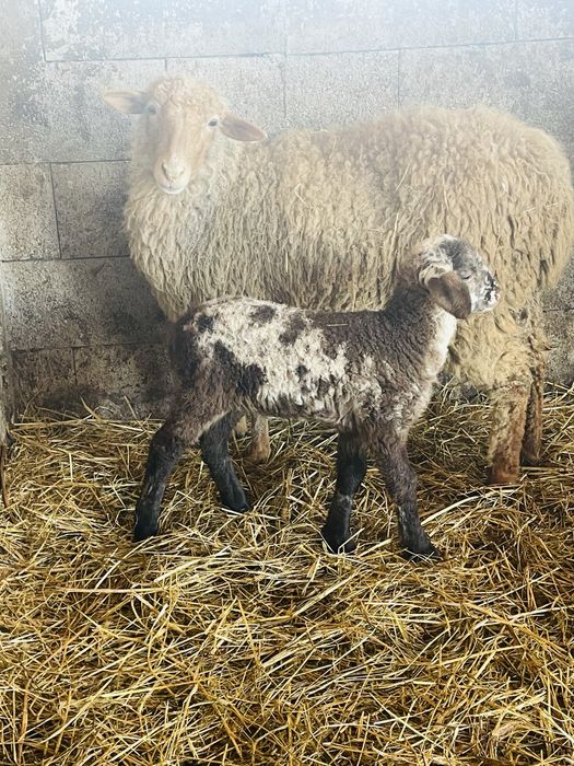 Oaie tigaie cu berbecut