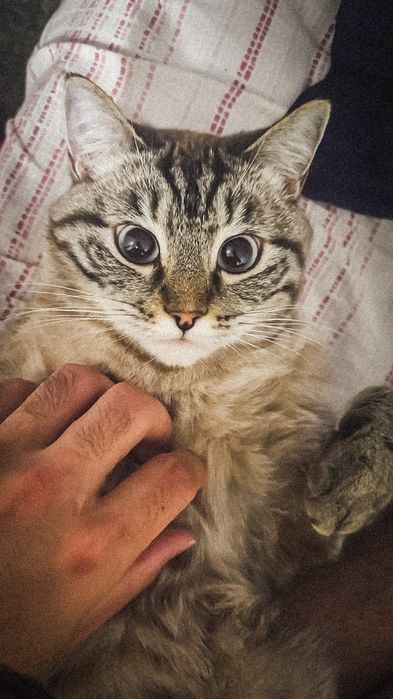 Отдам кошку бесплатно