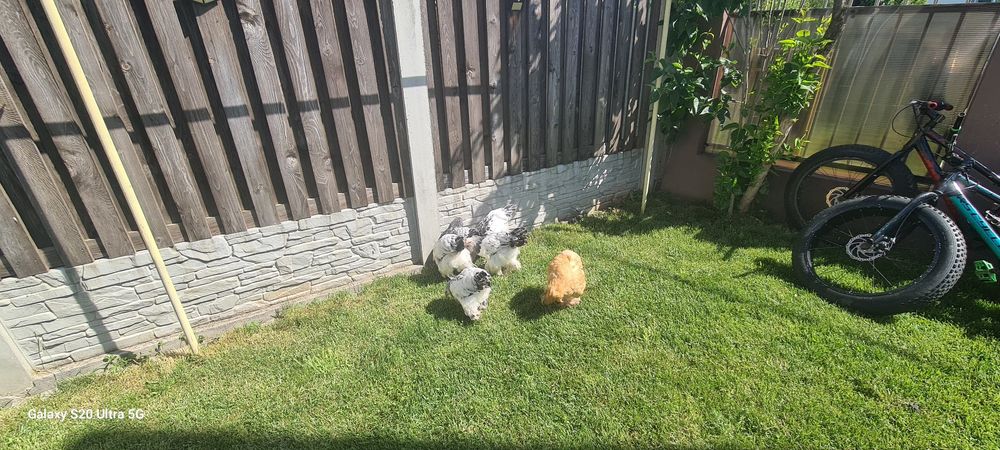 Pui găină rasa brahma