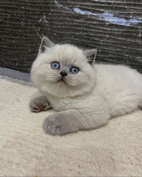 Британские малыши котята
