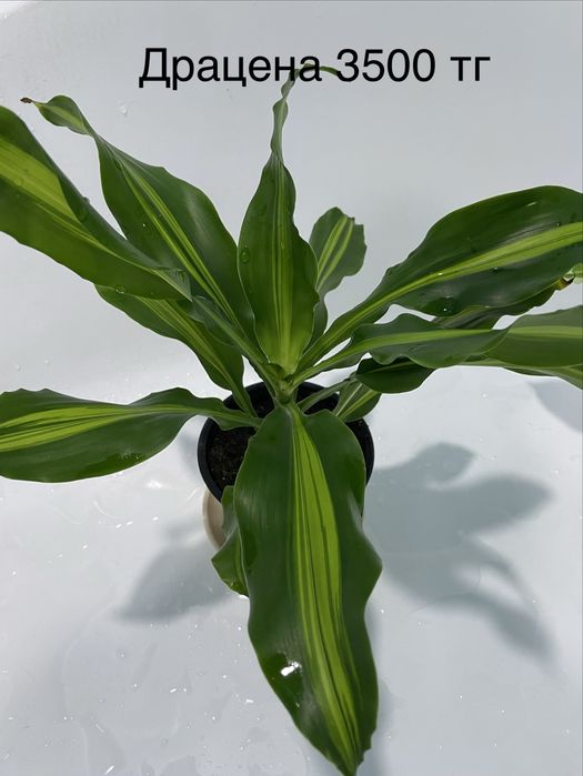 Комнатные растения