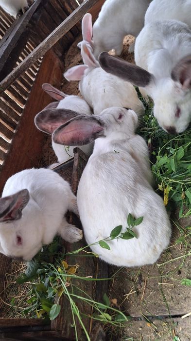 Vând iepuri Urias de Transilvania.Preț 170 lei negociabil.