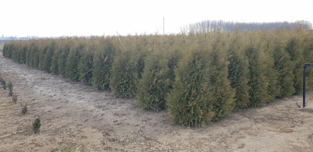 Tuia de mai multe dimensiuni ideală pentru un gard foarte frumos