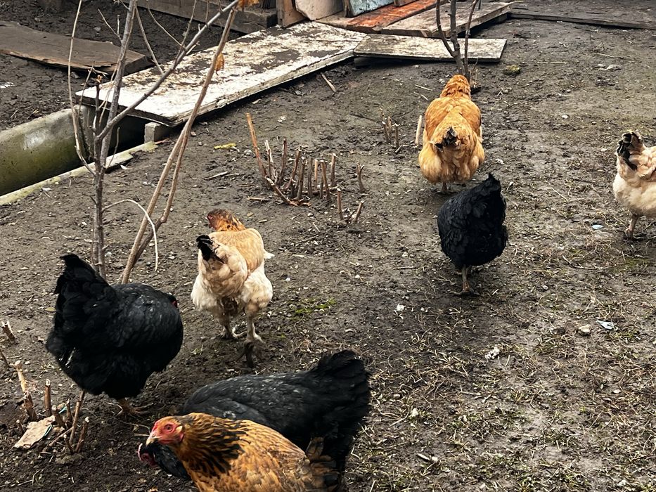 Домашние куры домашние