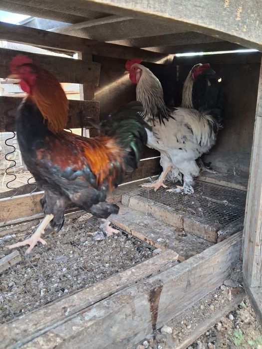 Продажа петушков