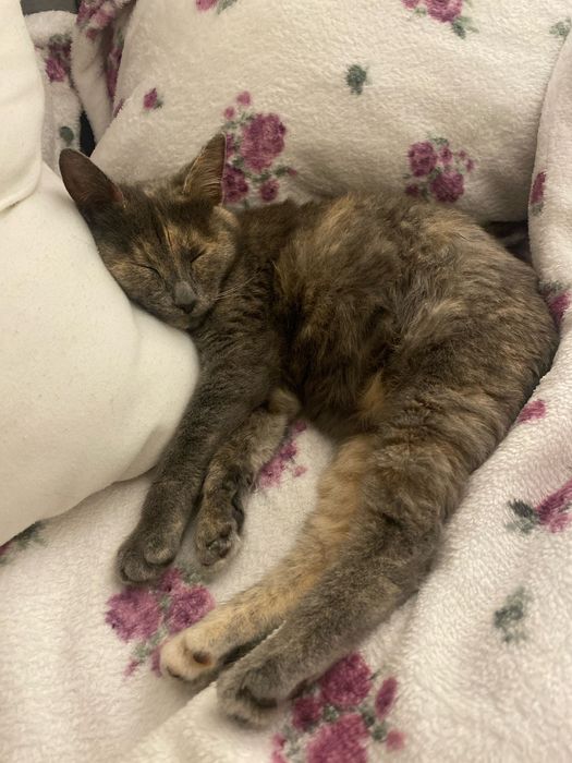 Котенце момиче, 4,5 месеца