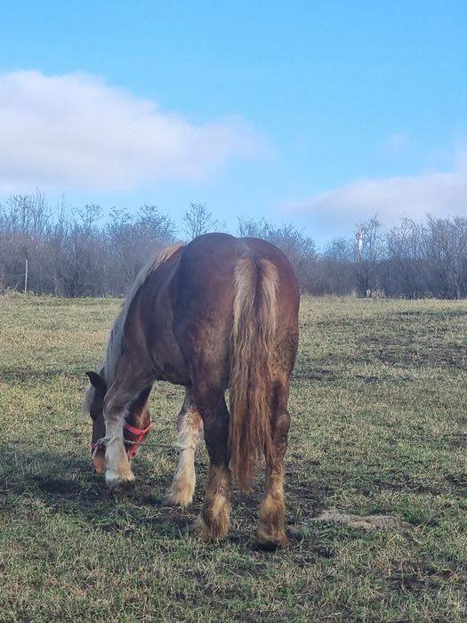 Manz greu  de vanzare