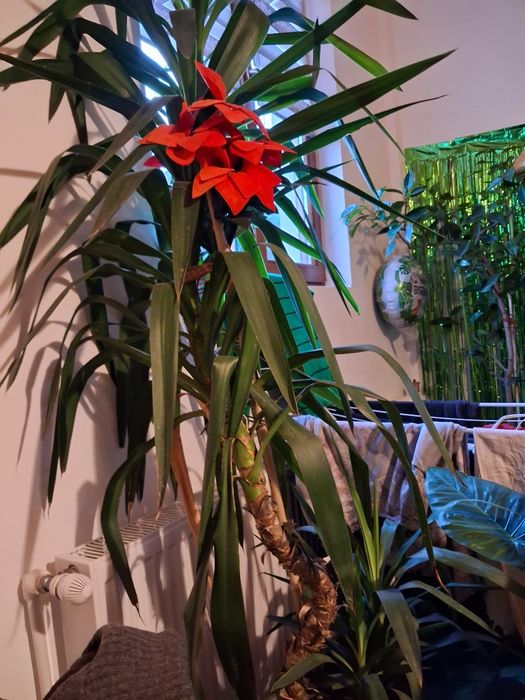 Yuca palmier si 2 pui