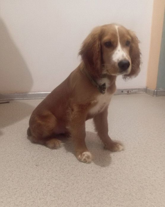 Продам щенка спаниеля