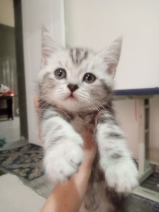 Сотилади британ мушукчалар!!!