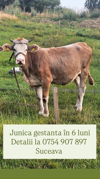 Junica gestanta de vânzare